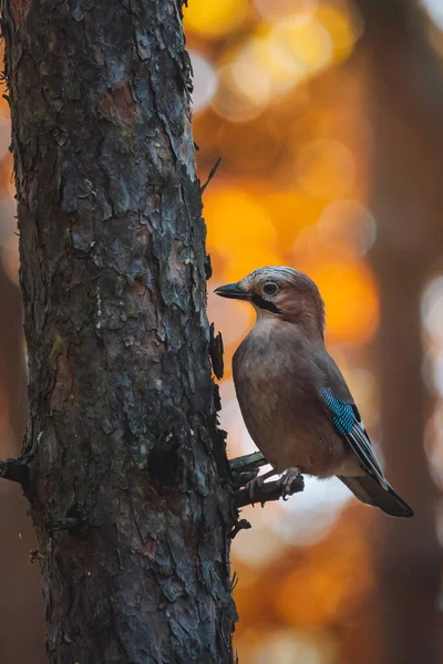Selective Focus Shot Eurasian Jay Bird Perched Tree Autumn Forest — Zdjęcie stockowe
