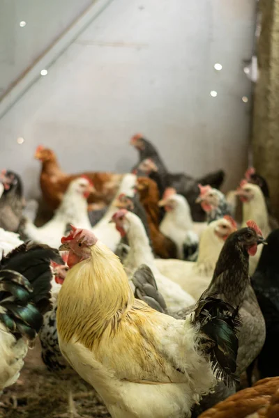 Flock Chickens Pen Farm — Fotografia de Stock