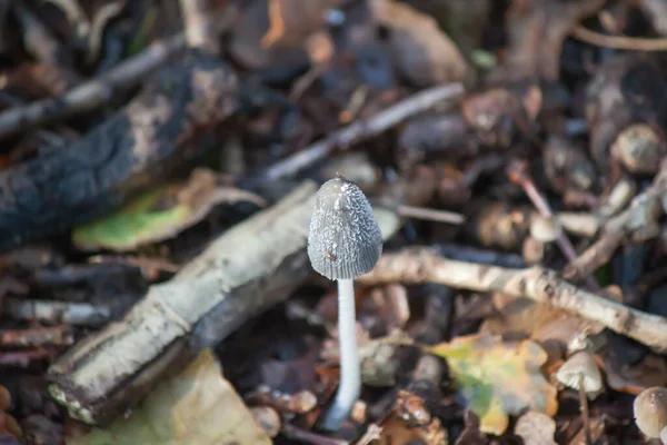 Closeup Single Gray Mushroom Growing Ground Tree Branches Surrounding —  Fotos de Stock