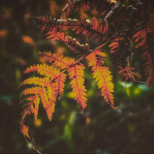 Селективный Фокус Осенних Листьев Ветке — стоковое фото