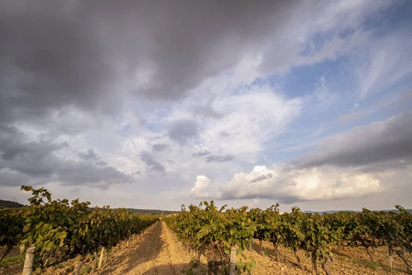 Paysages Viticoles Automne Dans Région Viticole Penedes Catalogne — Photo