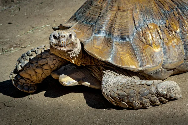 Closeup Giant Tortoise Zoo — Stockfoto