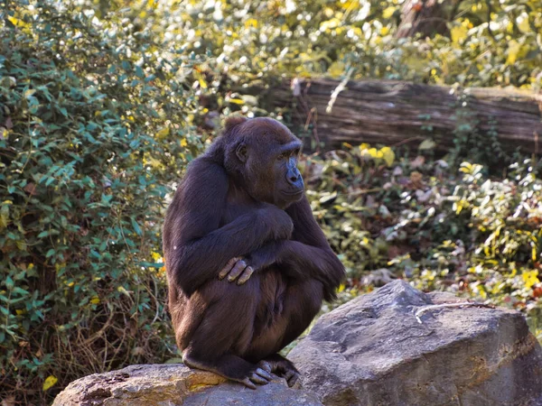 Scenic Shot Adorable Gorilla Kansas City Zoo United States — стоковое фото