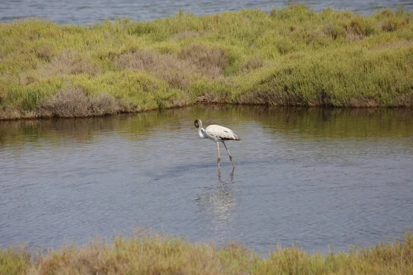 Lone Flamingo Foraging Swampy Area — Photo