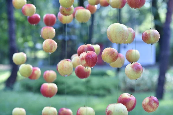 Decoration Consisting Ripe Apples Hanging Rope Arranged Open Air Event — Stock Photo, Image