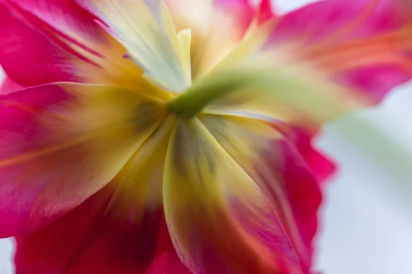 Крупним Планом Знімок Квітучої Рослини Рожевого Тюльпана Росте Саду — стокове фото