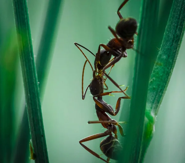 Macro Shot Ants Sitting Green Stem — Zdjęcie stockowe