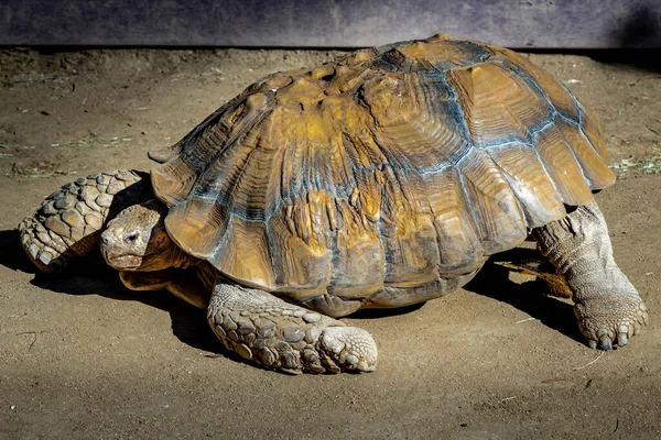 Closeup Giant Tortoise Zoo — Foto de Stock