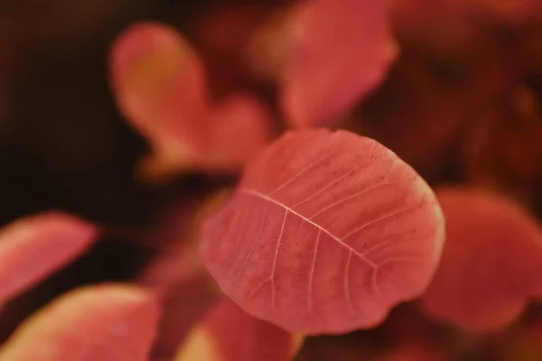 Крупный План Текстуры Красного Сухой Осенний Лист — стоковое фото