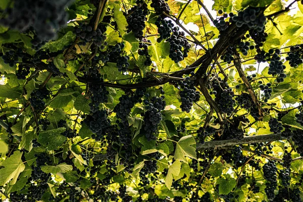 Low Angle Closeup Small Black Grapes Growing Trees — Stok fotoğraf