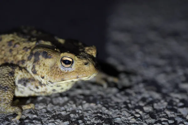 Closeup Common Toad Blurred Background — Stock fotografie