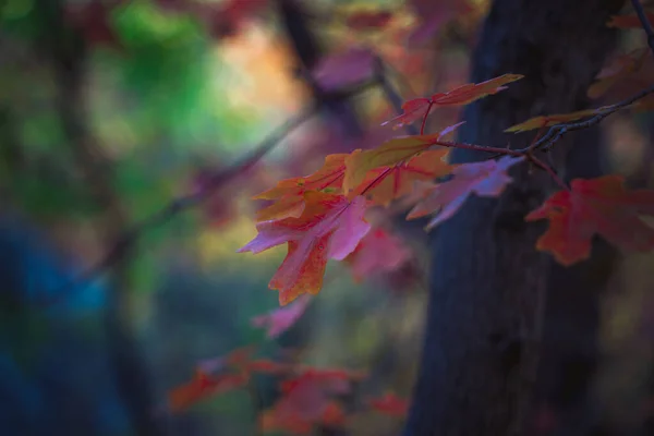 Zbliżenie Ujęcia Drzewa Czerwonymi Liśćmi — Zdjęcie stockowe