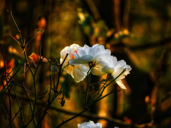 Selective Focus Shot Blooming White Roses — Stockfoto