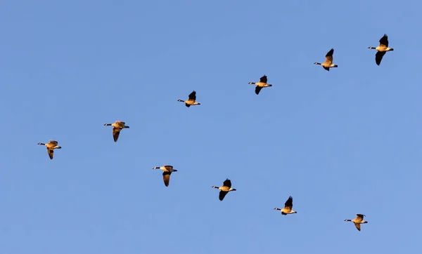 Bando Belos Gansos Selvagens Canadá Voando Alto Céu Azul Dia — Fotografia de Stock