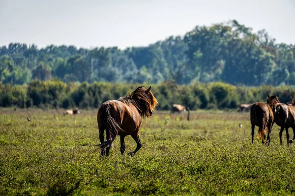Uma Bela Paisagem Vista Campo Cavalos Correndo — Fotografia de Stock