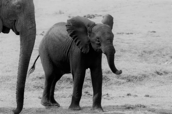 Uma Foto Escala Cinza Bebê Elefante Exibe Durante Passeio Chobe — Fotografia de Stock