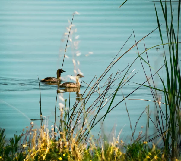 Closeup Geese Swimming Water — Stock Fotó