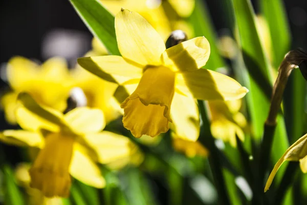 一朵盛开的黄色水仙花的特写 — 图库照片