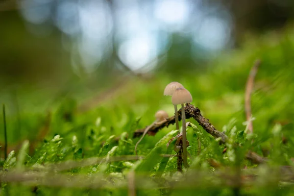 Close Shot Tiny Mushrooms Grass — Fotografia de Stock