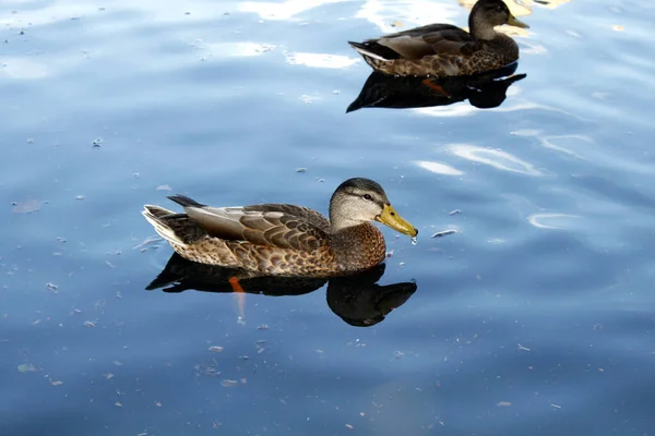 Closeup Drake Ducks Swimming Lake — 图库照片