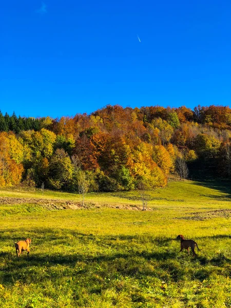 Colorful Autumn Trees Beautiful Meadow Blue Clear Sky Background — Stock fotografie