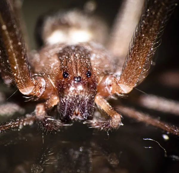 Macro Shot Brown Recluse Spider — Stock Fotó