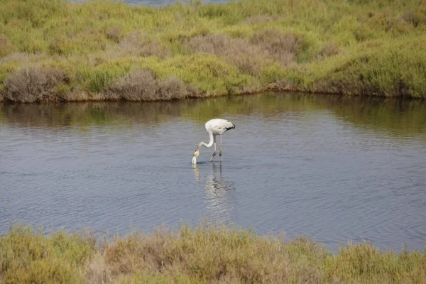 Lone Flamingo Foraging Swampy Area — Zdjęcie stockowe