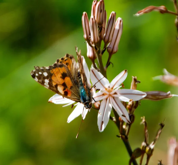 Macro Shot Painted Lady Butterfly Asphodel Flower Outdoors — Stockfoto