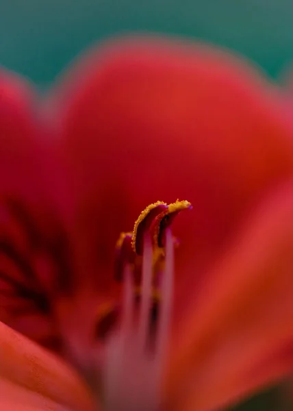 Closeup Yellow Anthers Blossomed Red Flower — стоковое фото