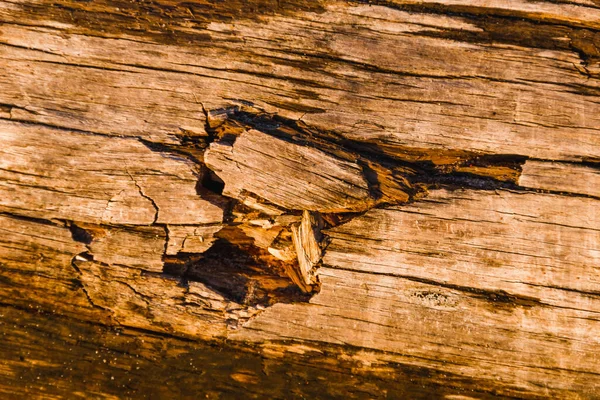 Macro Scatto Legno Splendidamente Strutturato Durante Ora Oro — Foto Stock