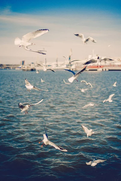 Pintoresco Disparo Aves Gaviotas Volando Sobre Agua Cerca Del Puerto — Foto de Stock