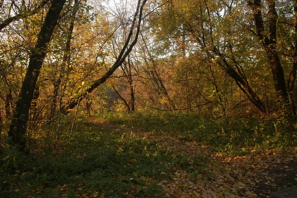 Park Autumnal Foliage Daylight Moscow — Stockfoto