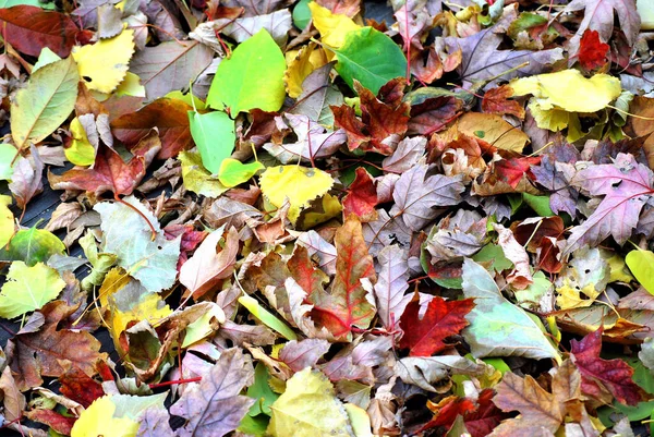Sebuah Closeup Daun Musim Gugur Berwarna Warni Hutan — Stok Foto