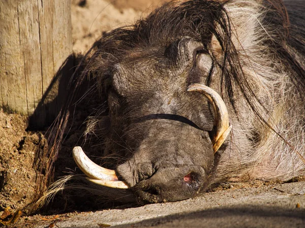 Scenic Shot Adorable Sleeping Warthog Kansas City Zoo Missouri United — Zdjęcie stockowe