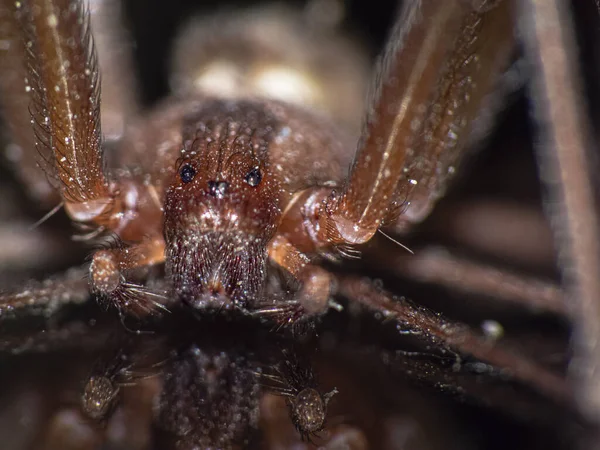 Macro Shot Brown Recluse Spider — Foto Stock