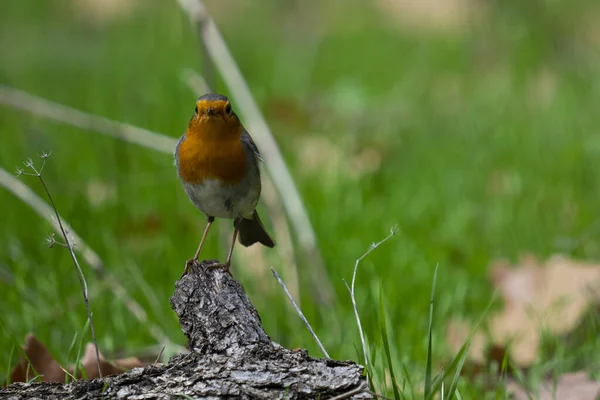 Closeup Shot European Robin Perched Old Piece Wood Green Background — Stock Photo, Image