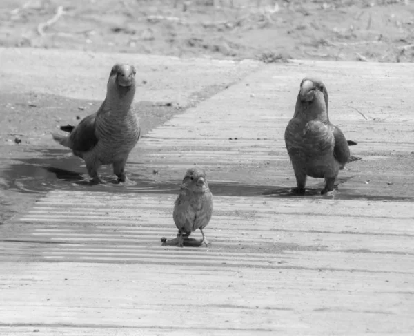 Grayscale Parrots Standing — Stock Photo, Image