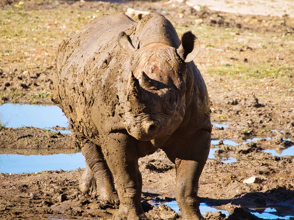 Scenic Shot Rhinoceros Kansas City Zoo United States — Stockfoto