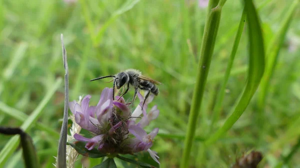 Een Close Van Een Bij Bestuivend Mooie Bloemen — Stockfoto