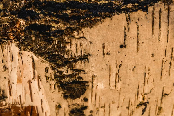 黄金时代华丽的纹理木料的宏观图景 — 图库照片