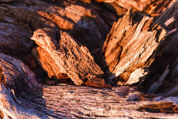 Een Macro Shot Van Prachtig Getextureerd Hout Tijdens Het Gouden — Stockfoto