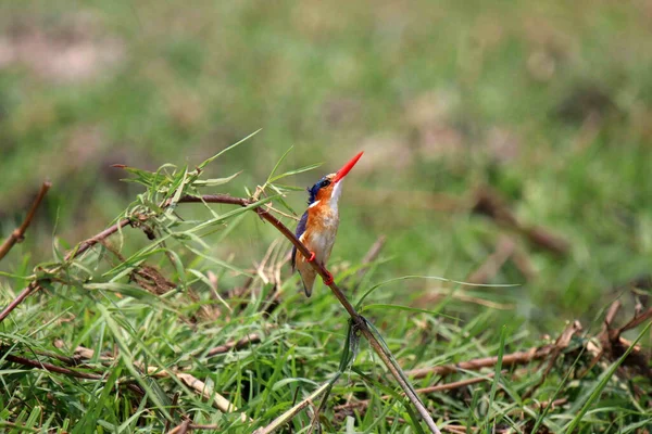 Malachite Kingfisher Looking Food Early Morning River Cruise Chobe River — Foto Stock