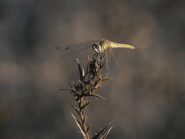 Uno Scatto Selettivo Odonata Seduta Una Pianta Spinosa — Foto Stock