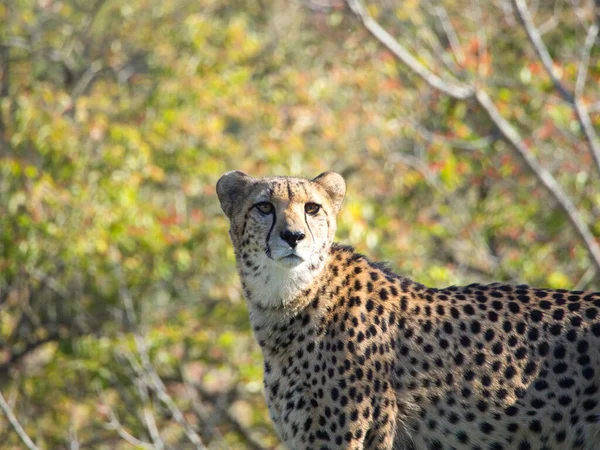 Scenic Shot Adorable Dangerous Cheetah Wild Cat Kansas City Zoo — Fotografia de Stock