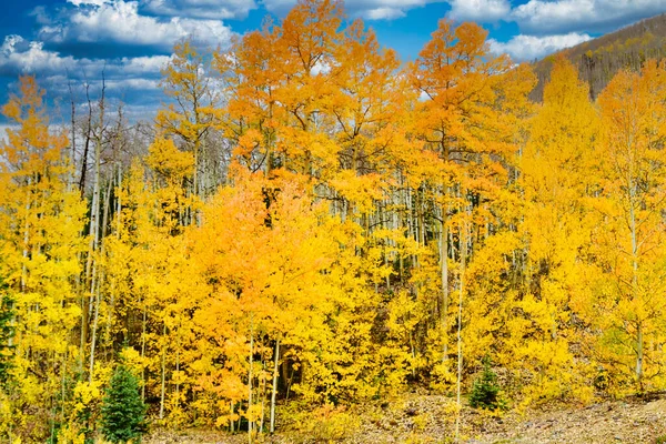 Barevné Osiky Krásných Podzimních Barvách Modrou Oblohou — Stock fotografie