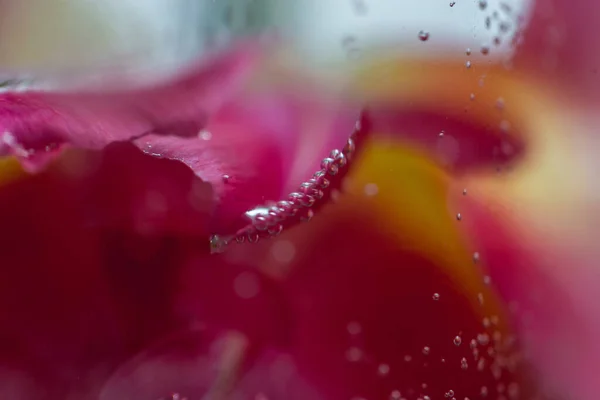 Крупним Планом Квітуча Рослина Рожевого Тюльпана Краплями Води Ростуть Саду — стокове фото
