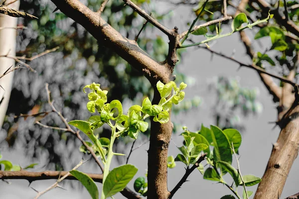 Close Shot Beautiful Small Lime Tree Garden Sunny Day — Stok fotoğraf