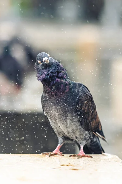 Vertical Shot Small Cute Dove Standing Rain Blurry Backgroun — Foto de Stock