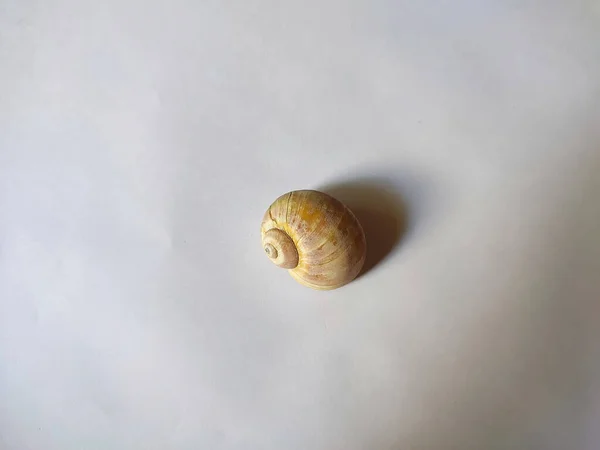 배경에 조개껍데기 — 스톡 사진