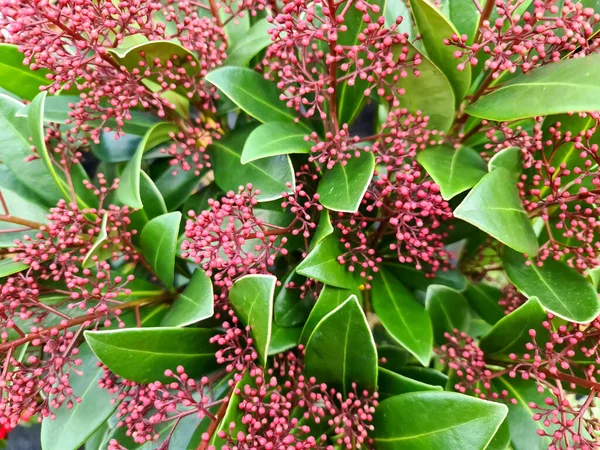 Closeup Beautiful Skimmia Plant Garden — Stock Photo, Image